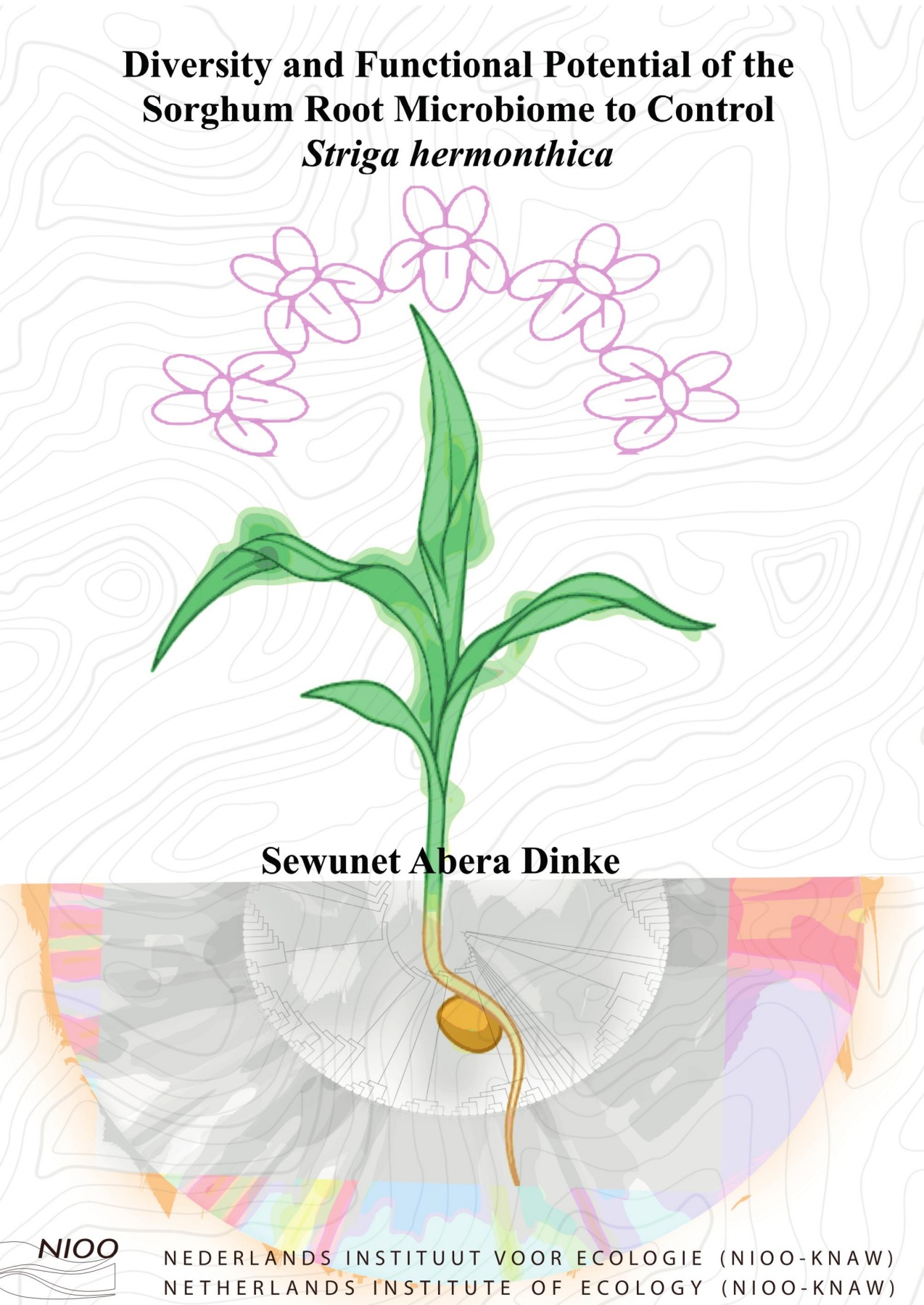 Sewunet Abera Dinke